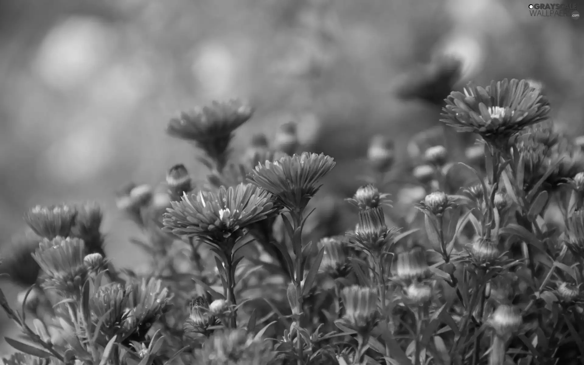 Buds, purple, Astra