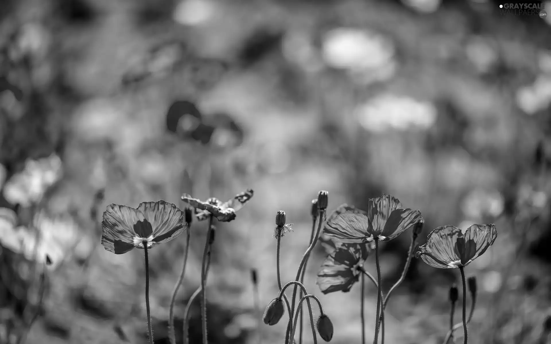 Red, Buds, blurry background, papavers