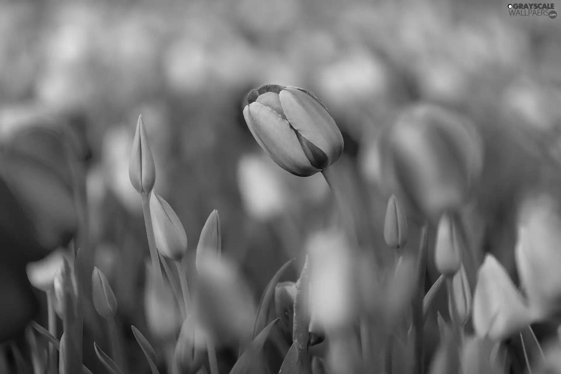 Tulips, Flowers, tulip, Buds, Pink, color