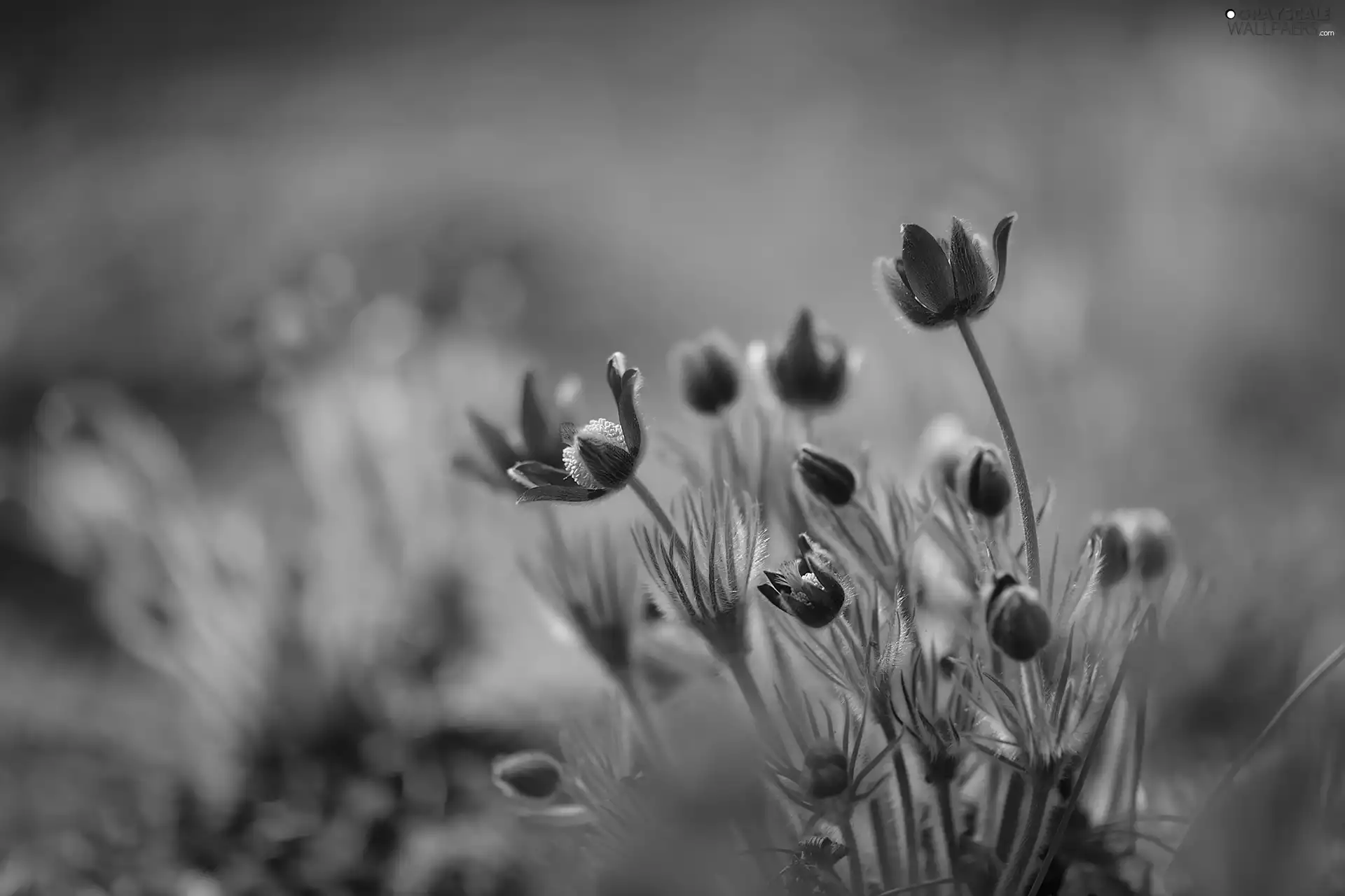 Buds, pasque, Flowers