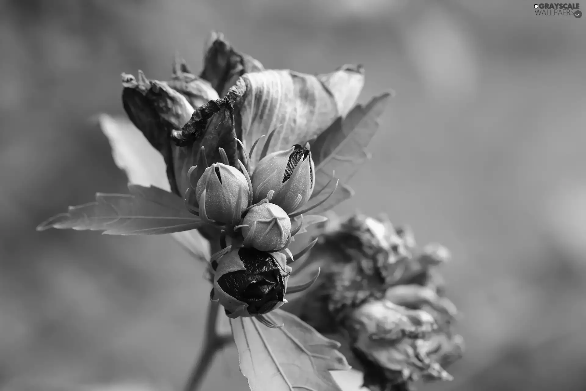 Buds, Pink, Flowers