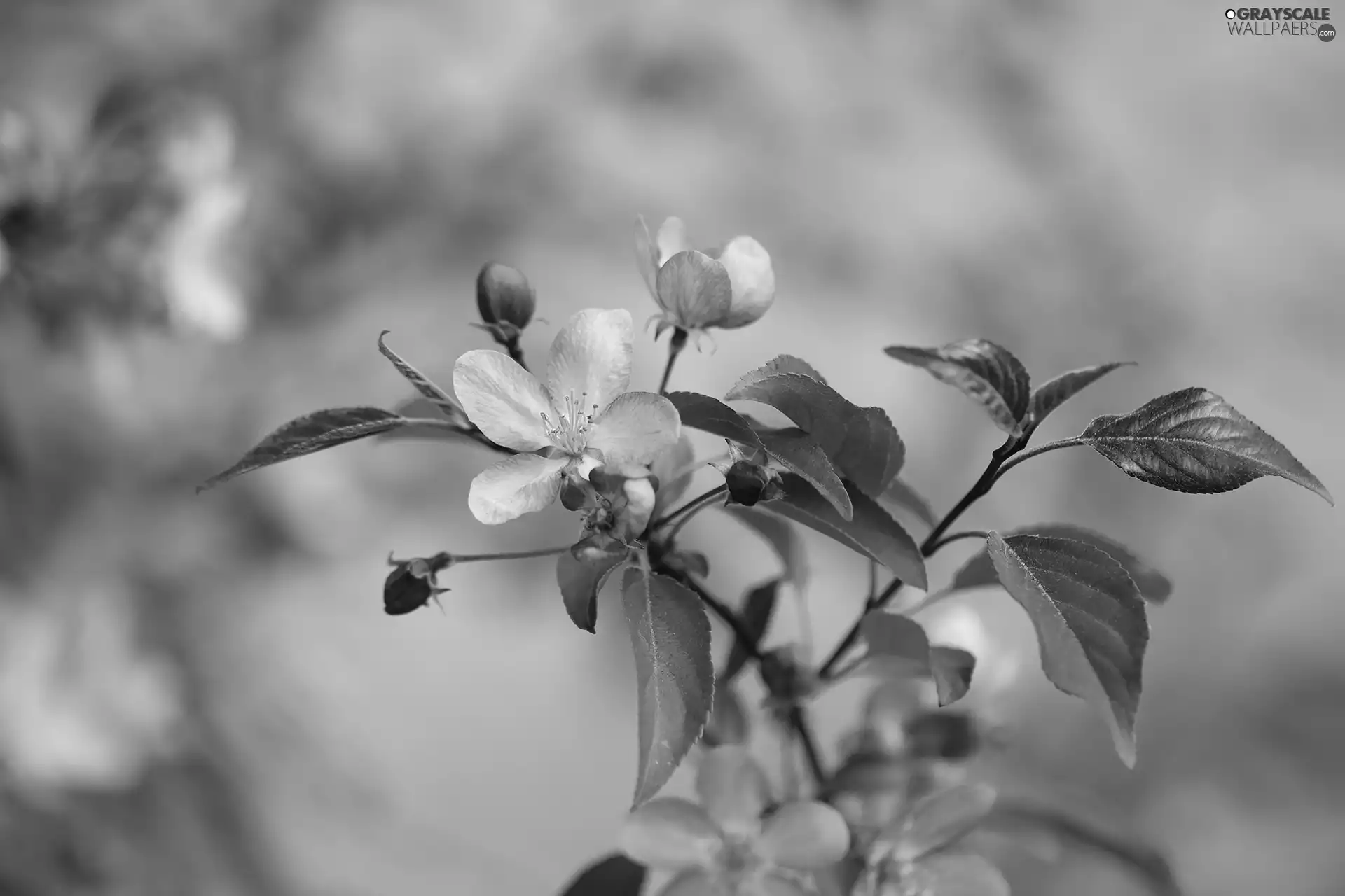 Pink, Buds, Fruit Tree, Flowers