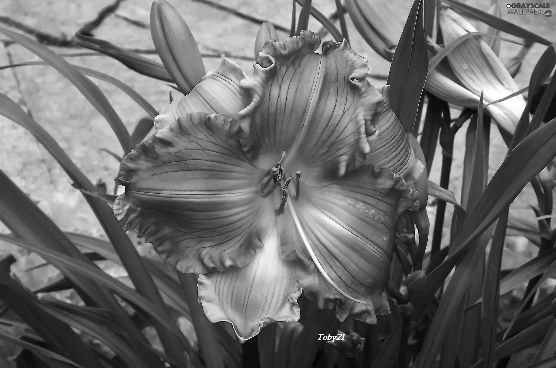 Buds, Colourfull Flowers, lily