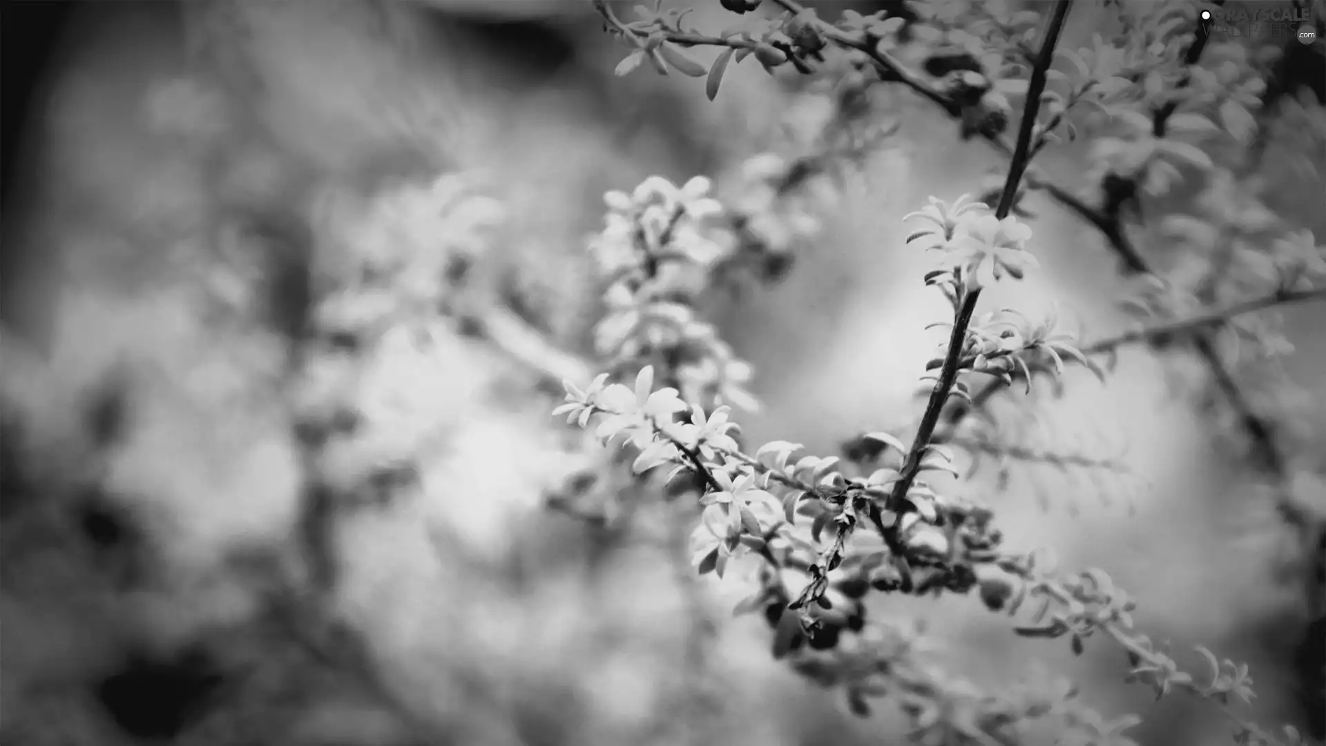 Buds, branch, Leaf