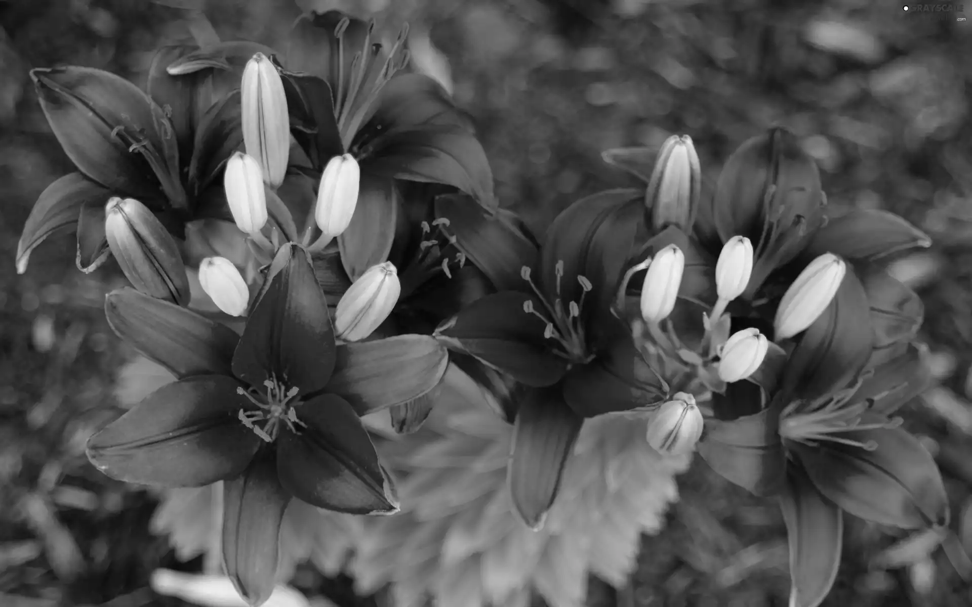 Buds, Red, lilies