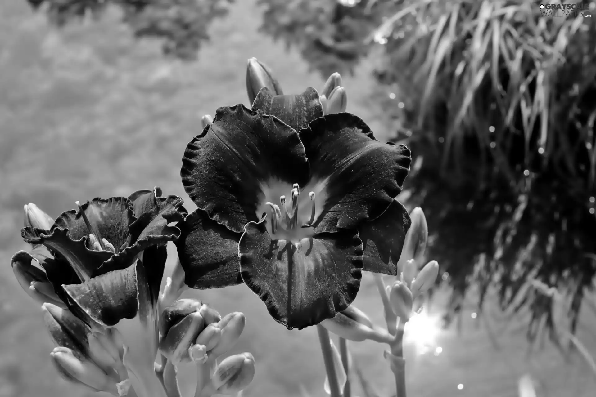 lily, Buds