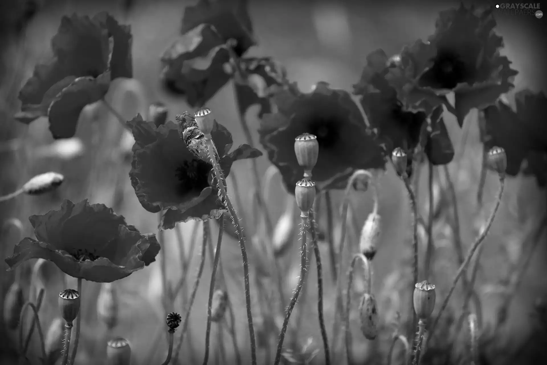 Buds, Red, papavers