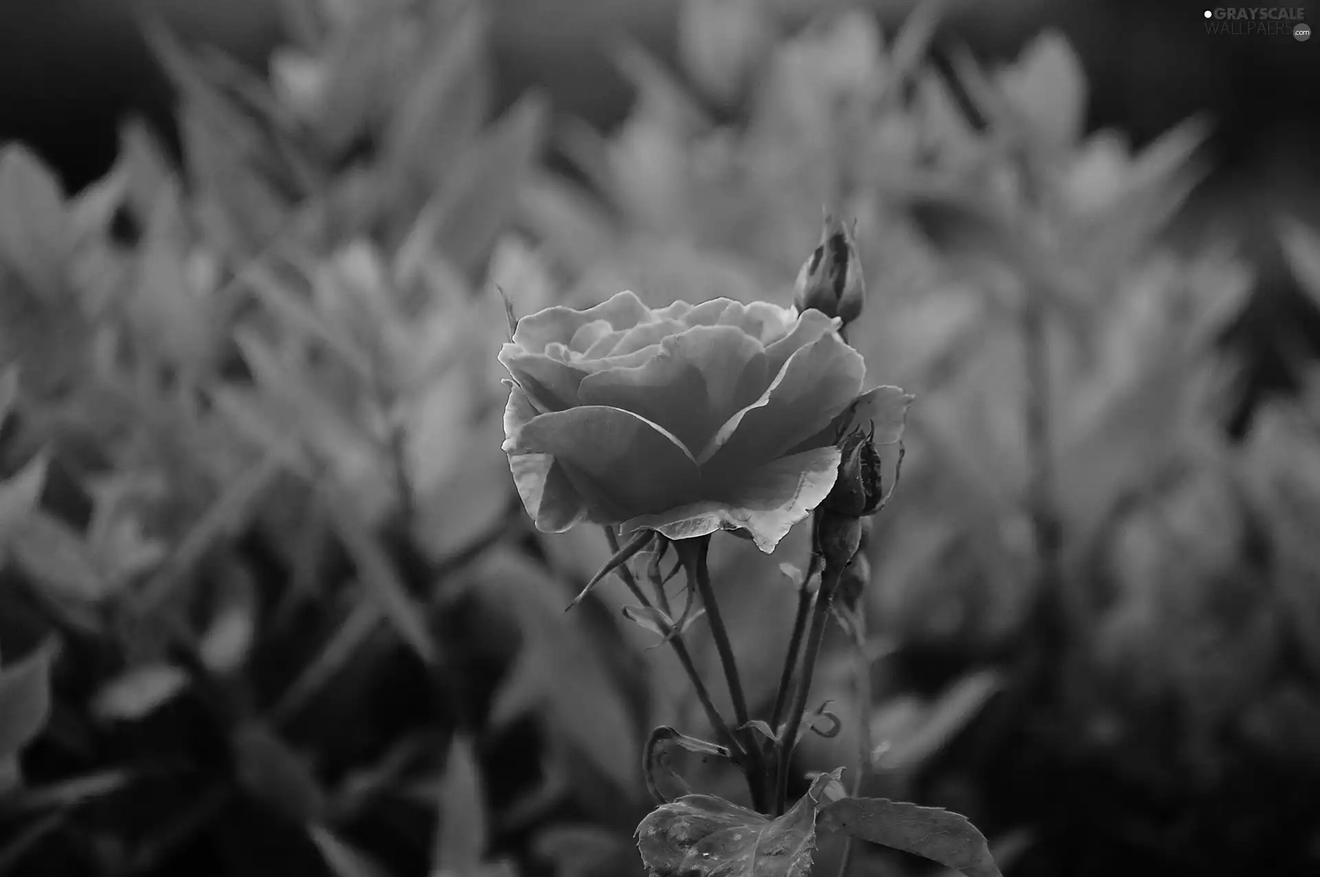 Buds, pink, rose