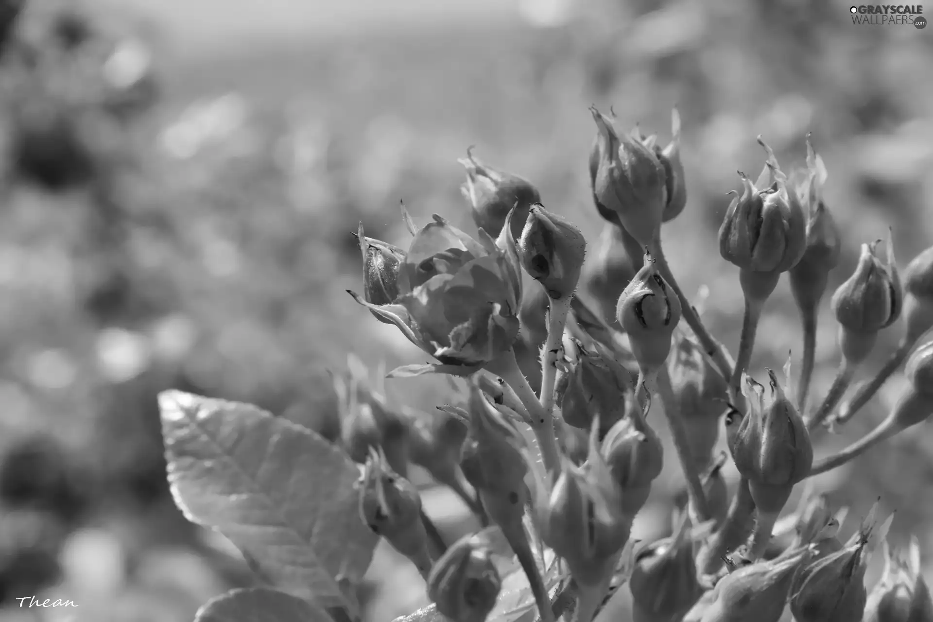 roses, Buds