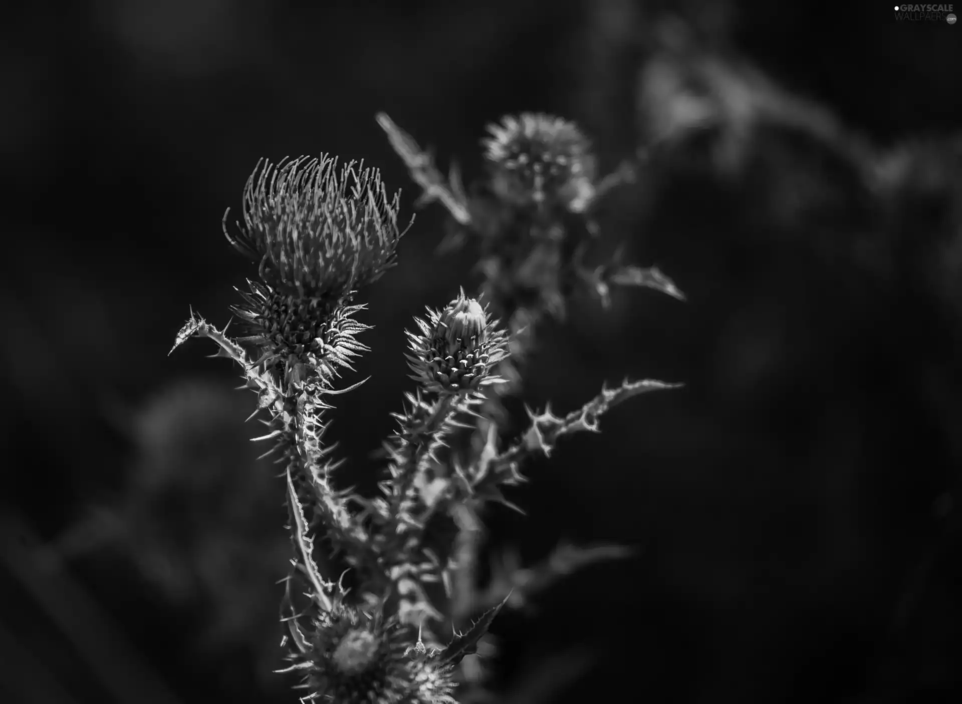 teasel, Buds