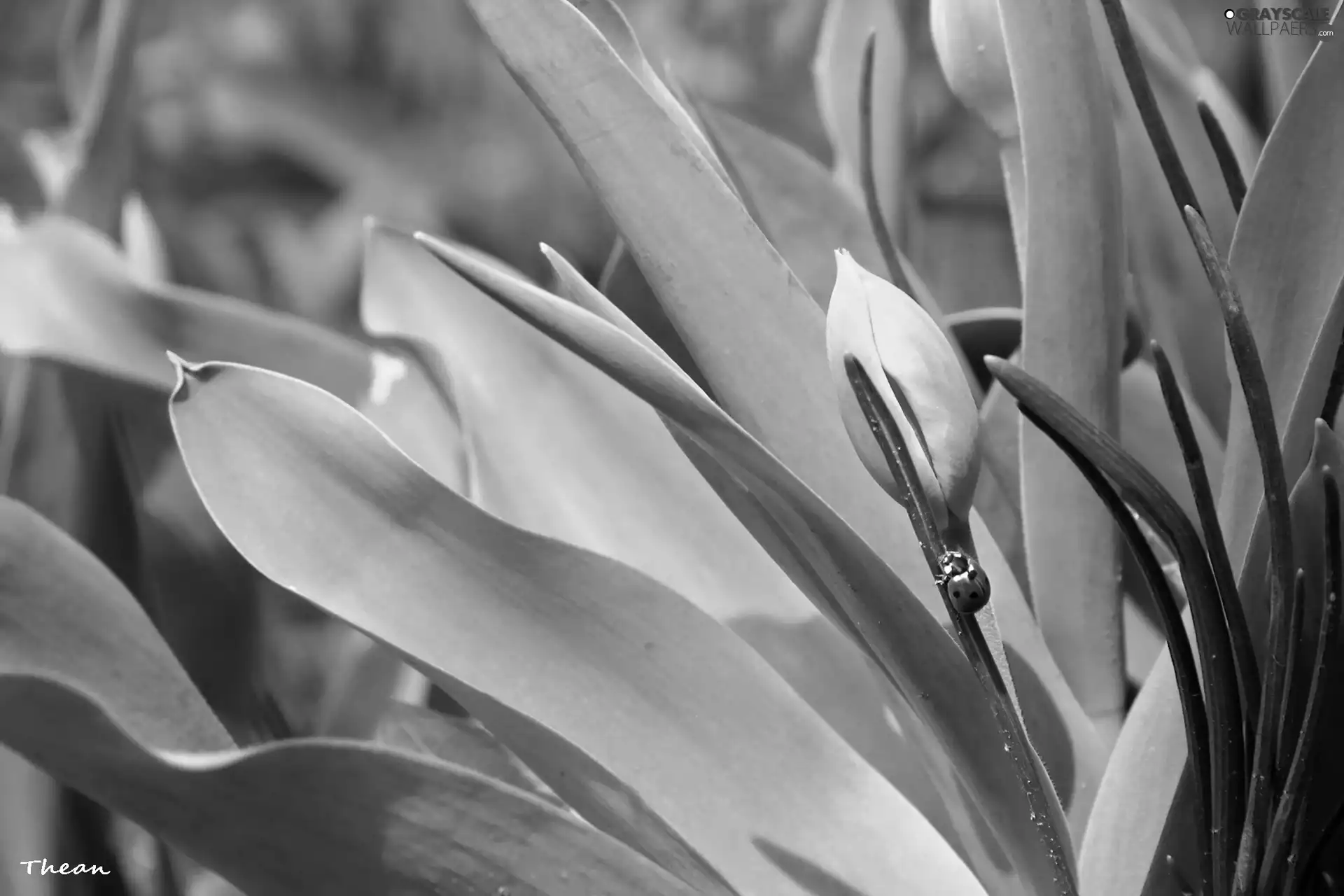 Buds, ladybird, Tulips