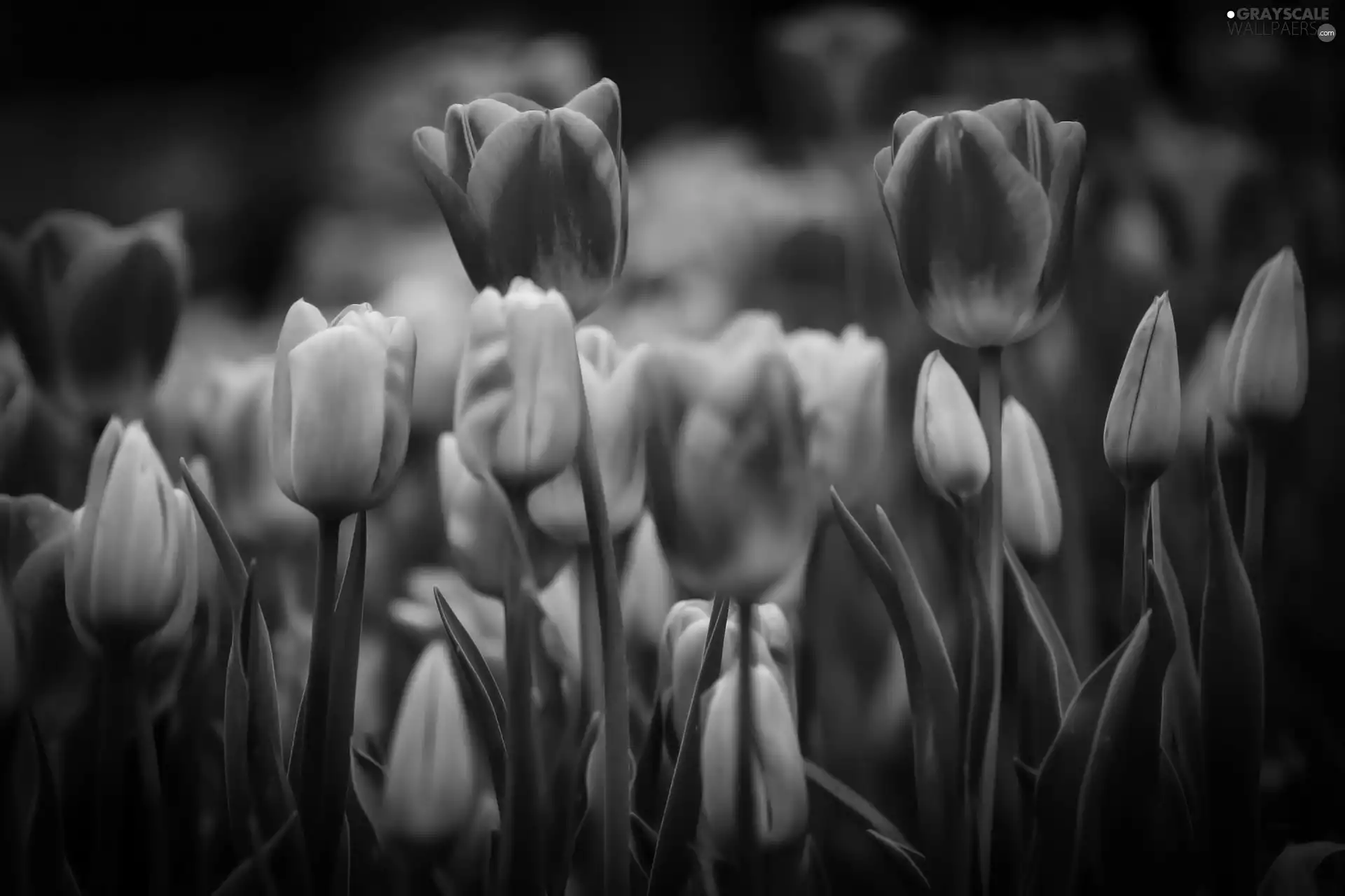 Buds, Purple, Tulips