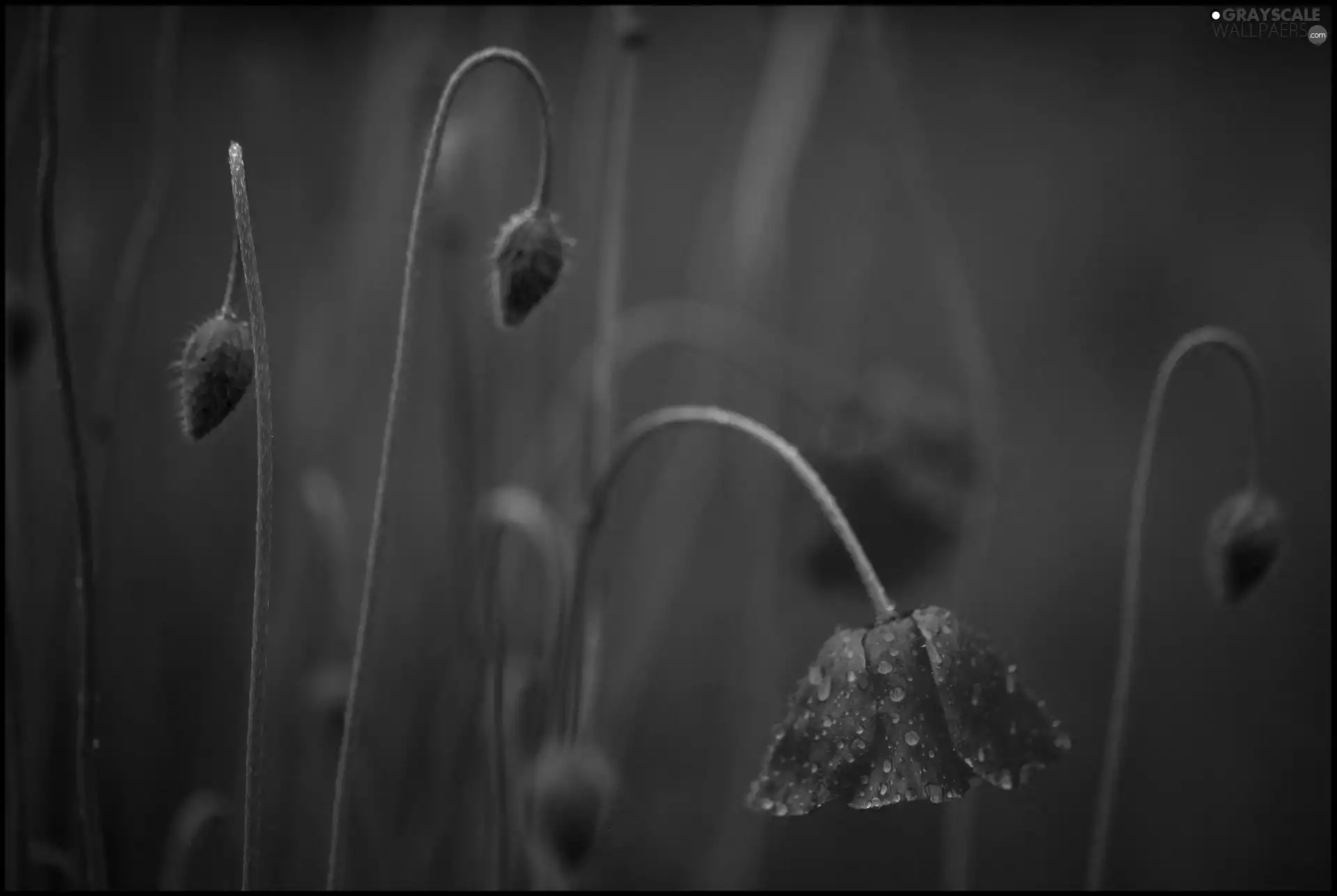 red weed, stems, Buds, Flowers