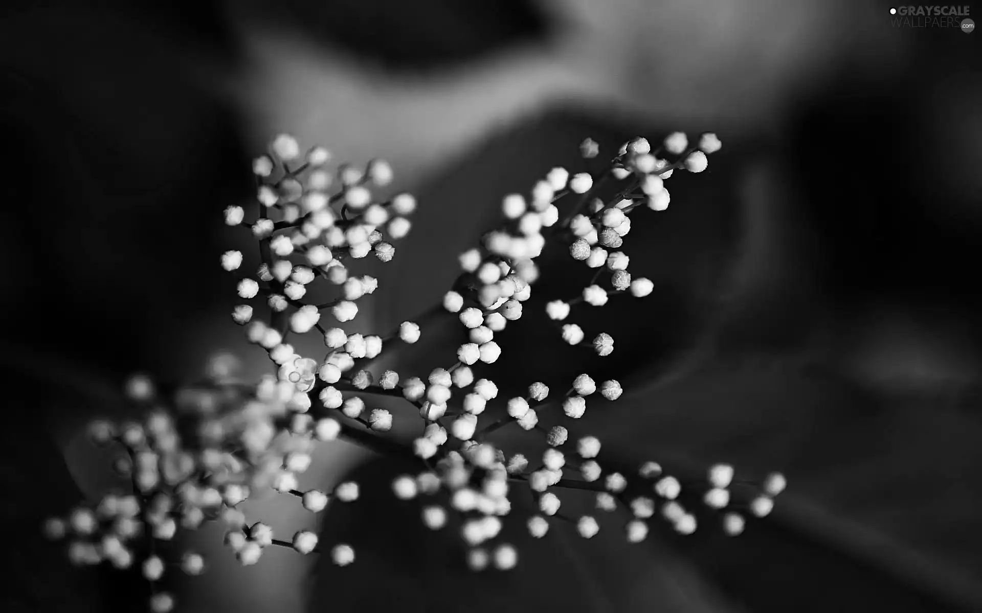 without, Spring, Buds, White