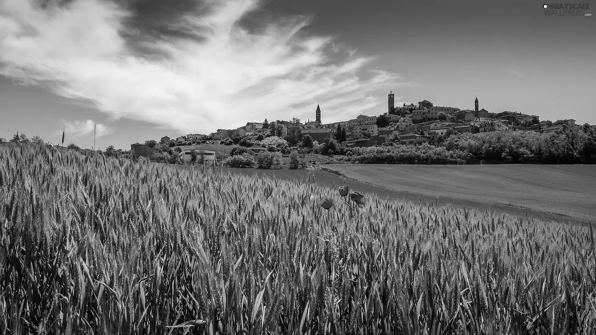 buildings, Italy, corn, red weed, Field