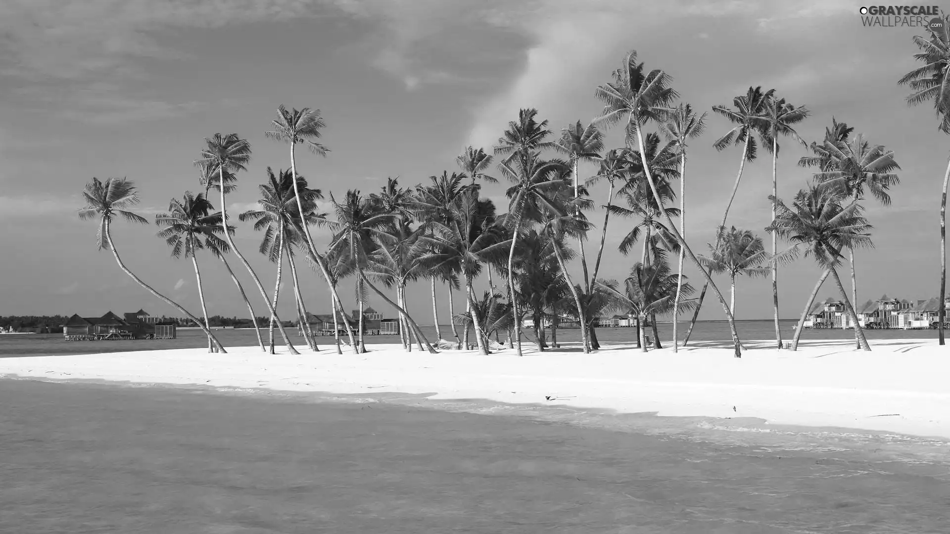 buildings, water, Palms