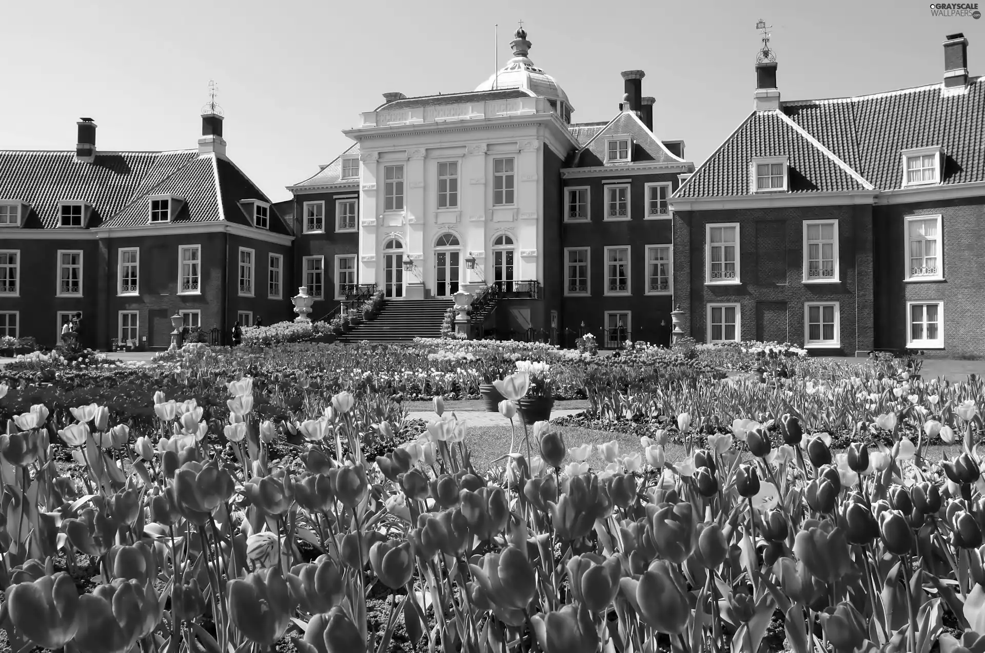 Tulips, buildings