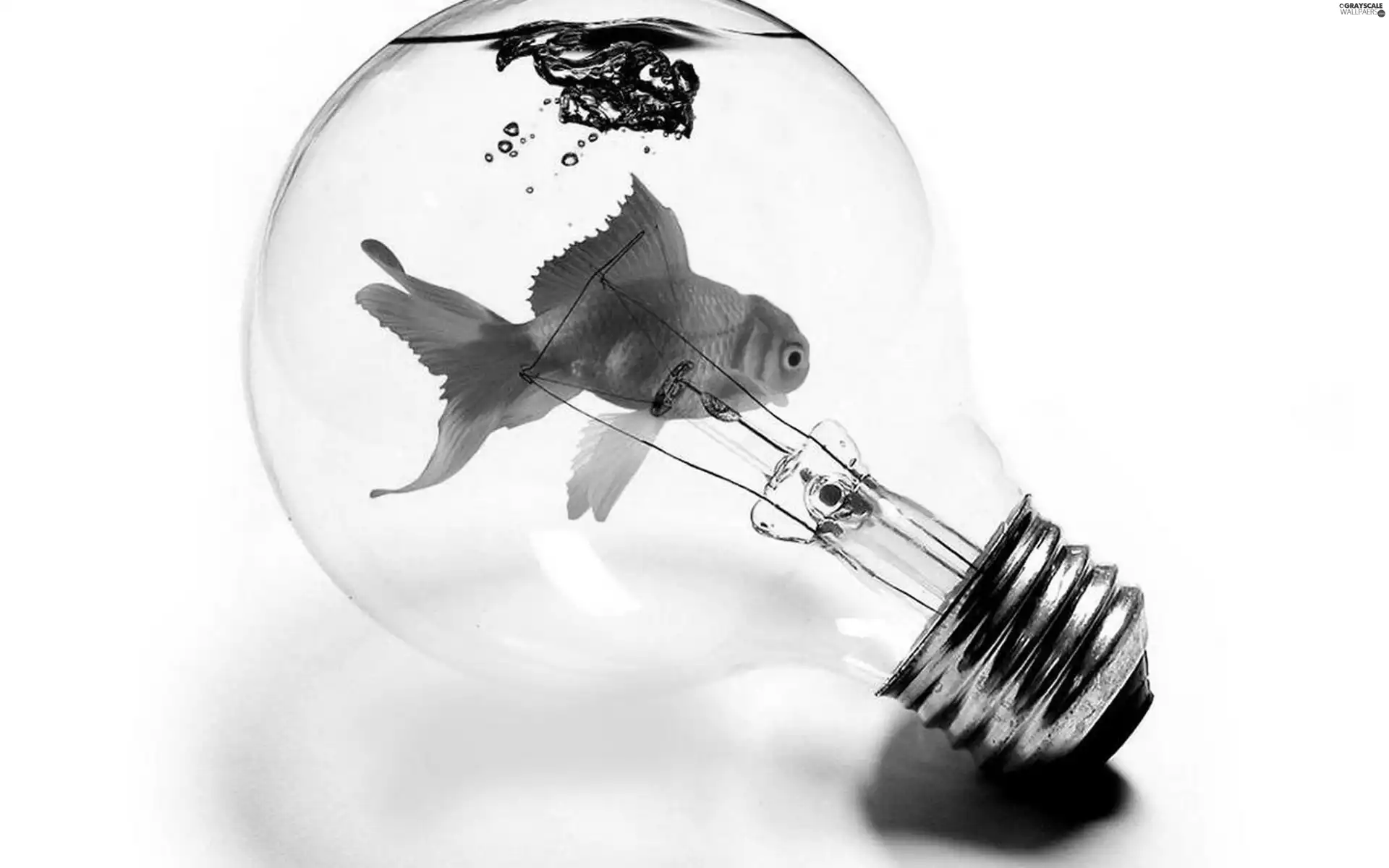 bulb, Fish, ##