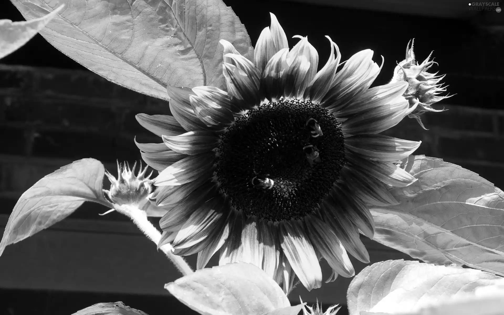 Yellow, Three, Bumblebees, Sunflower