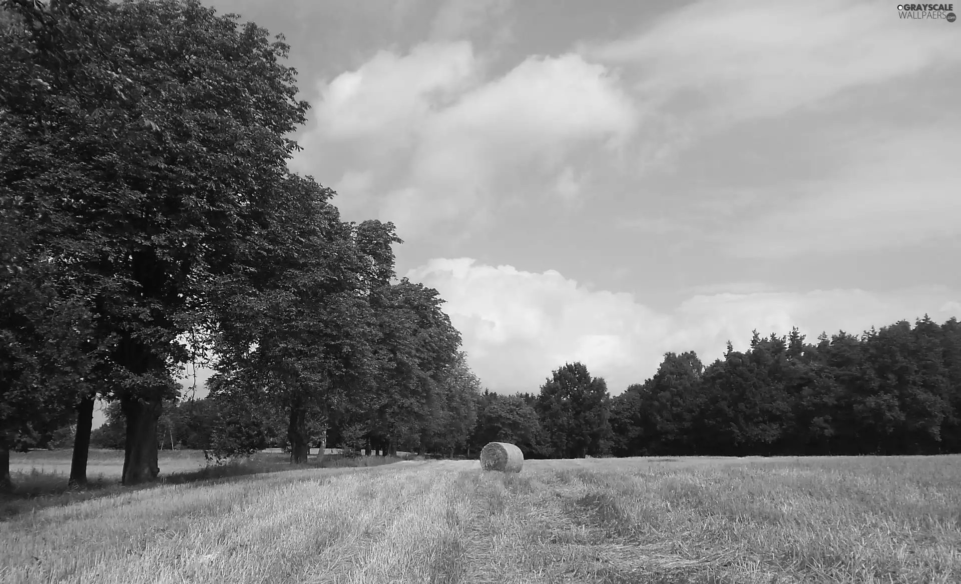 bunch, summer, Field