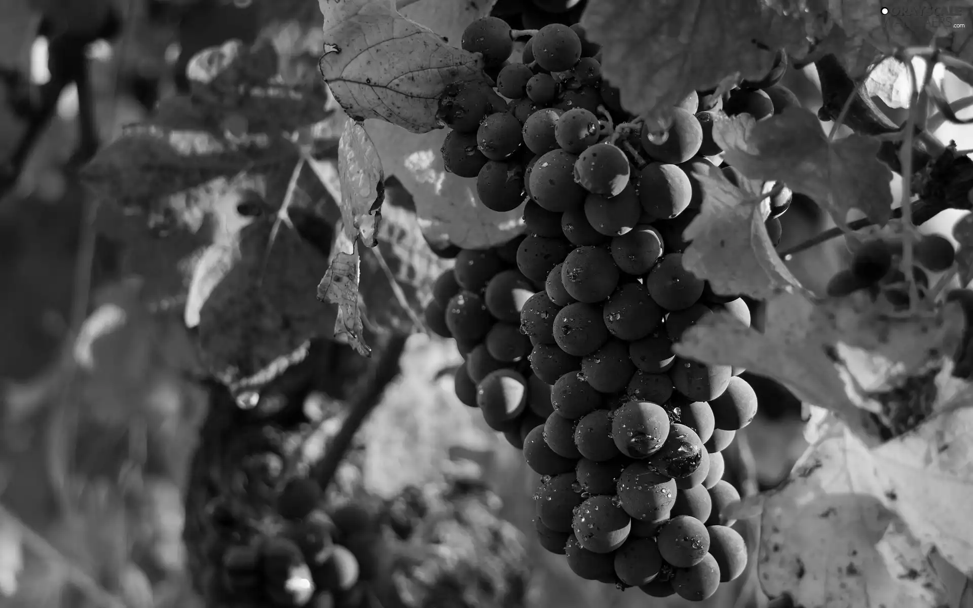 bunches, Grapes