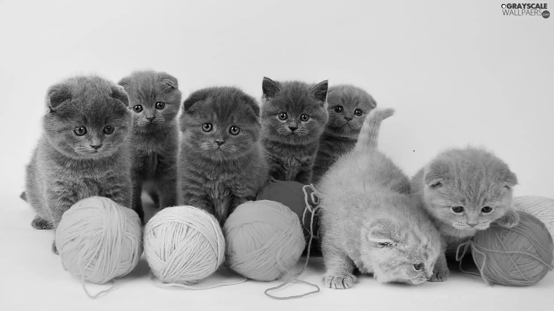 cats, Seven, Bundles, Threads, color, small
