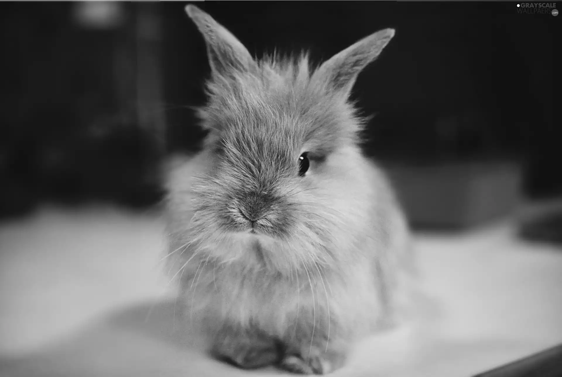 small, Bunny