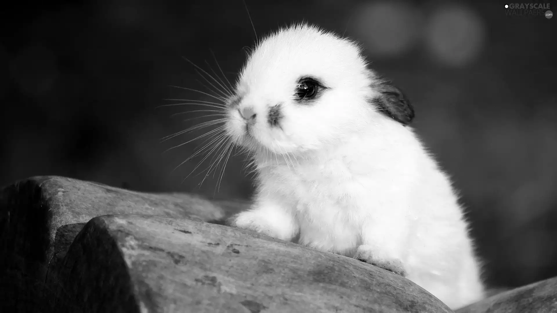 White, Bunny