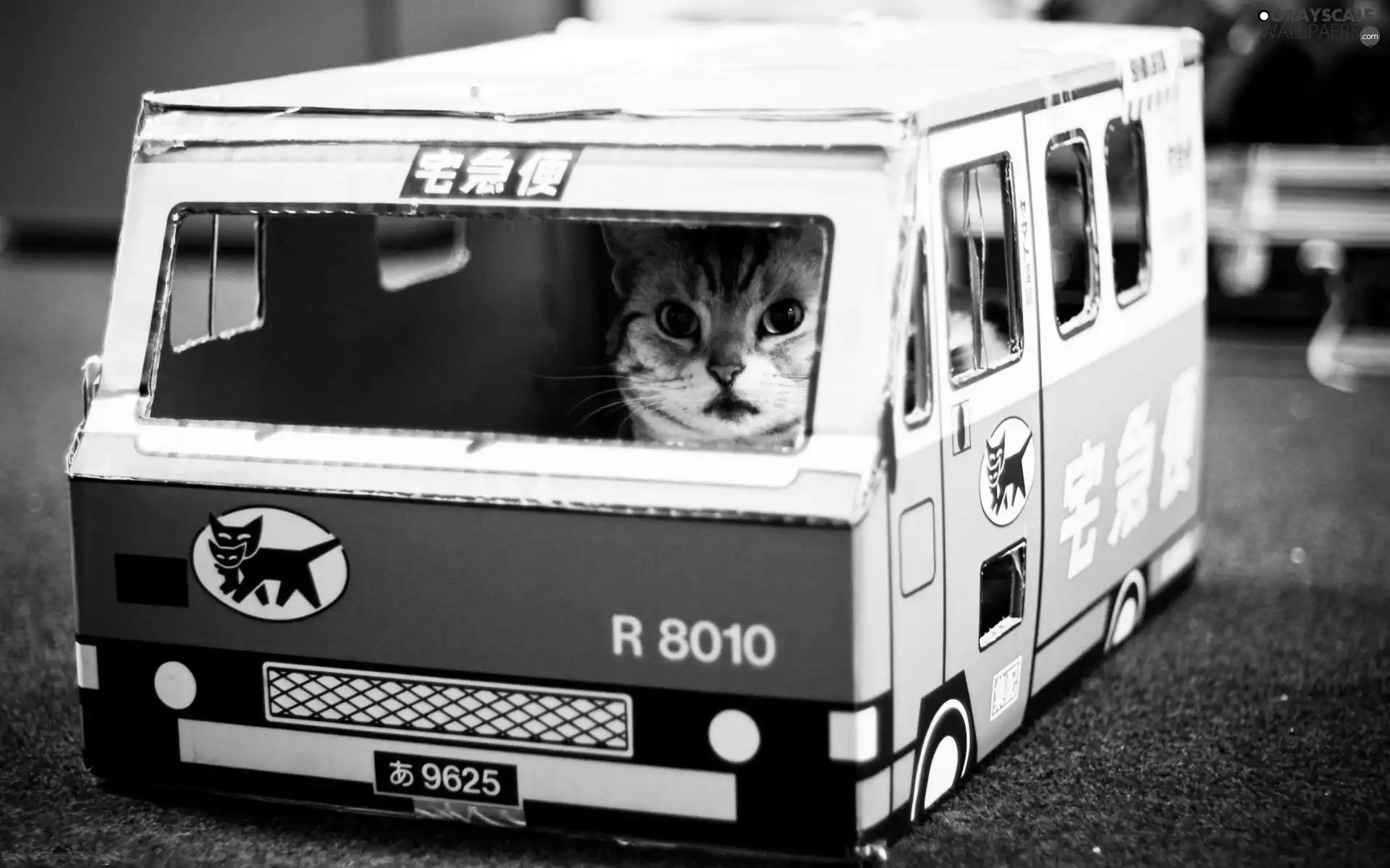 cat, bus