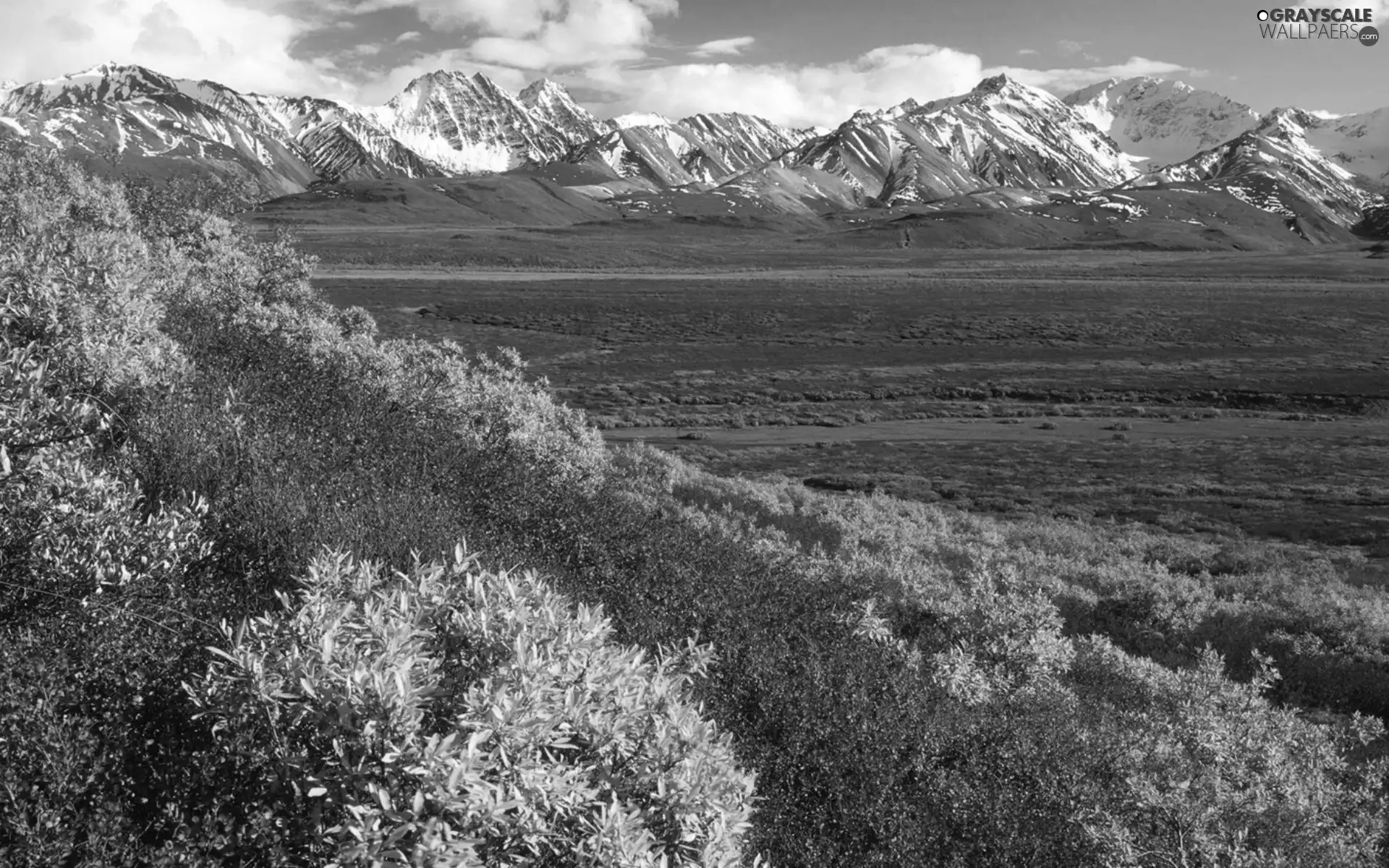 Bush, Mountains, autumn