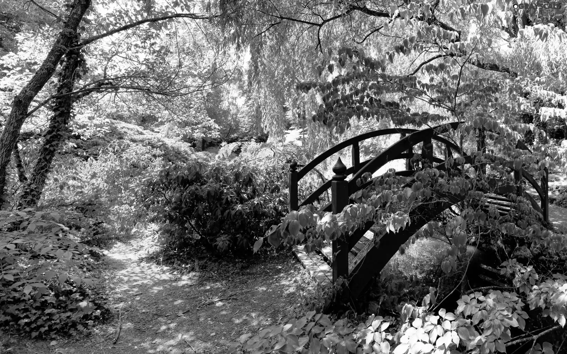 Bush, bridges, trees, viewes, Park