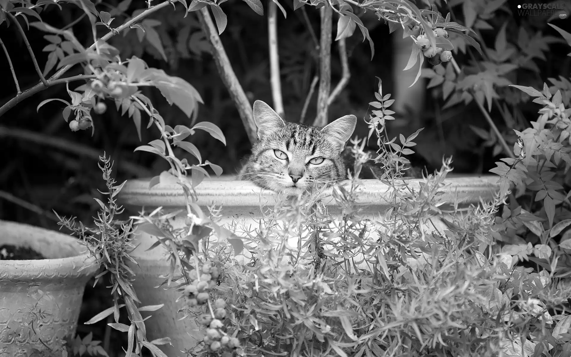 cat, Park, Bush, bowl