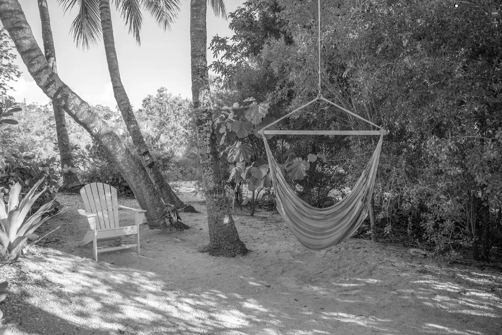 Palms, viewes, Chair, Bush, trees, Hammock, Sand