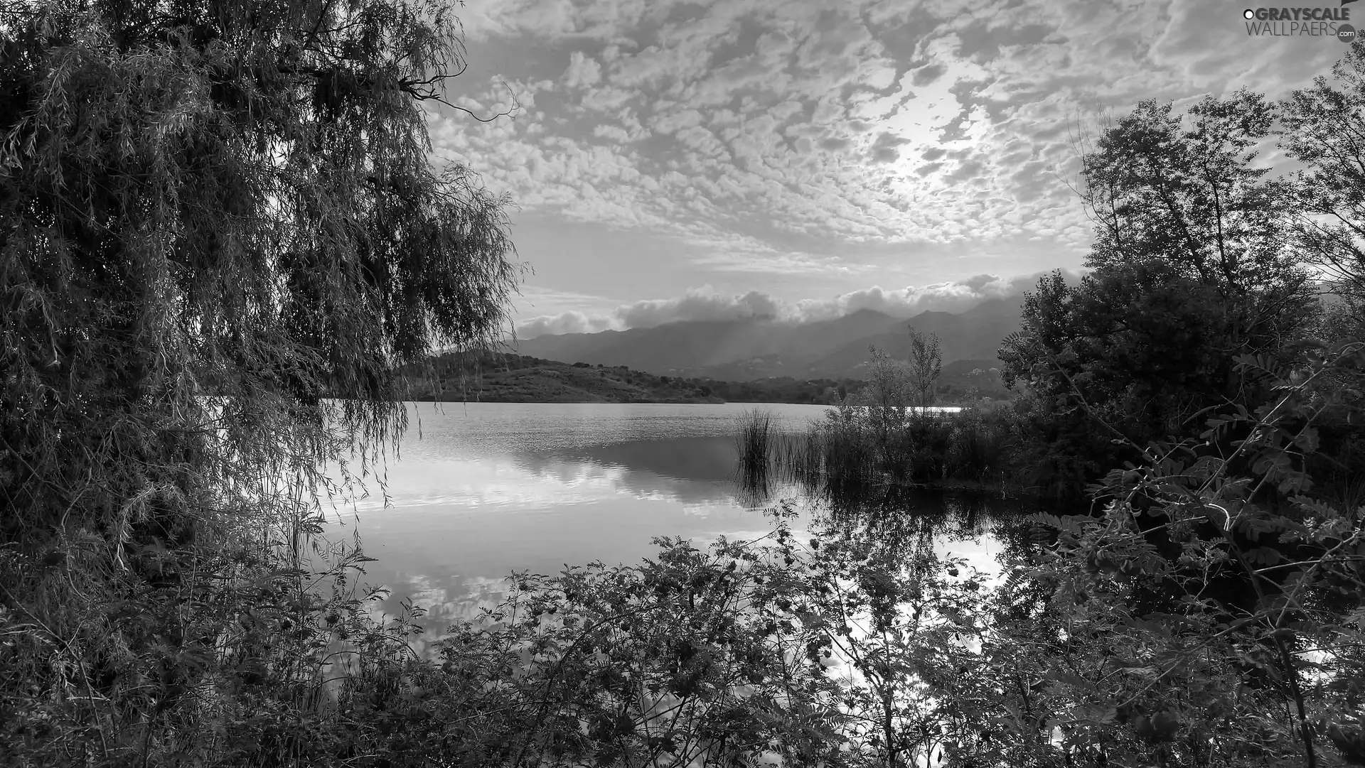 Bush, clouds, trees, viewes, lake