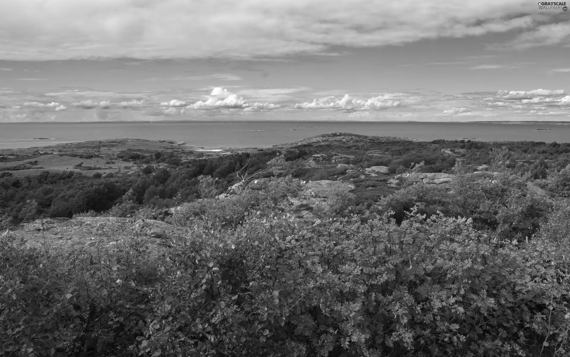 Coast, woods, Bush, rocks