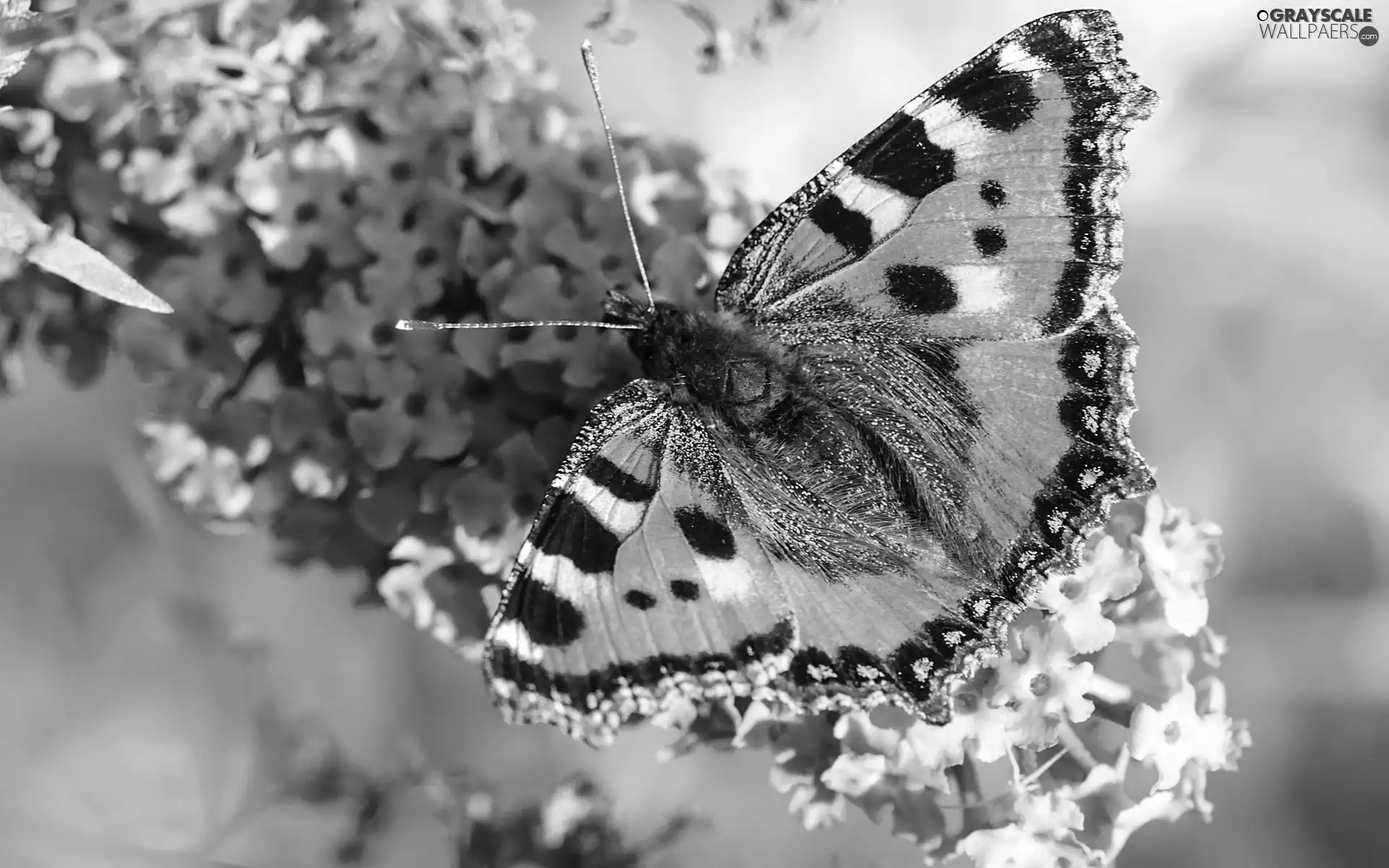 Flowers, Small Tortoiseshell, butterfly