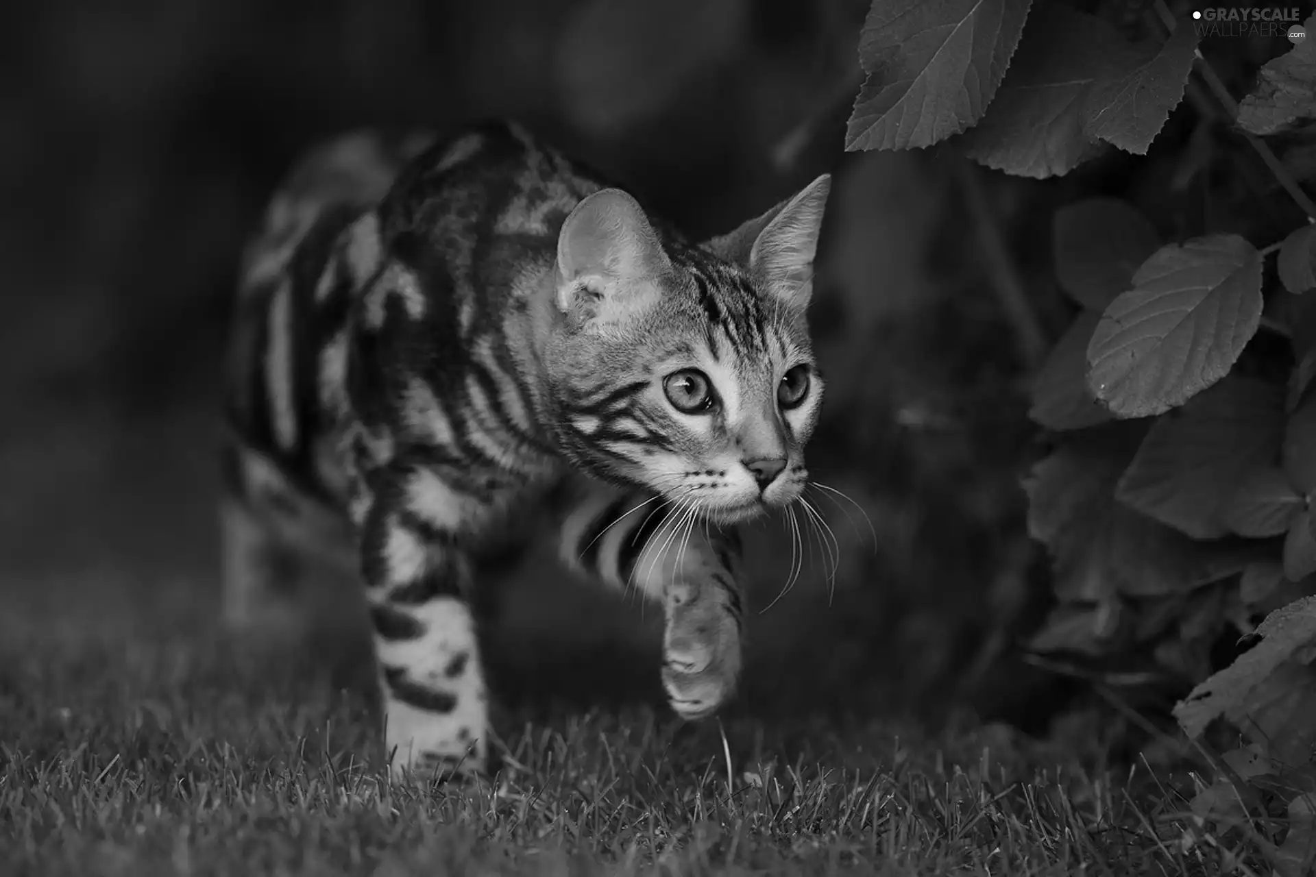 creeping, grass, Bush, cat