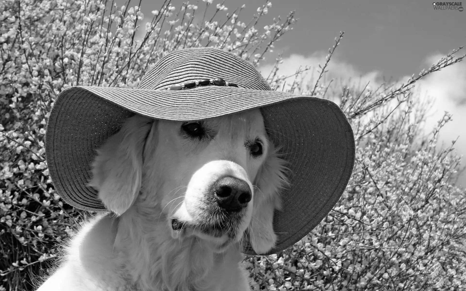 dog, Yellow, Bush, Hat