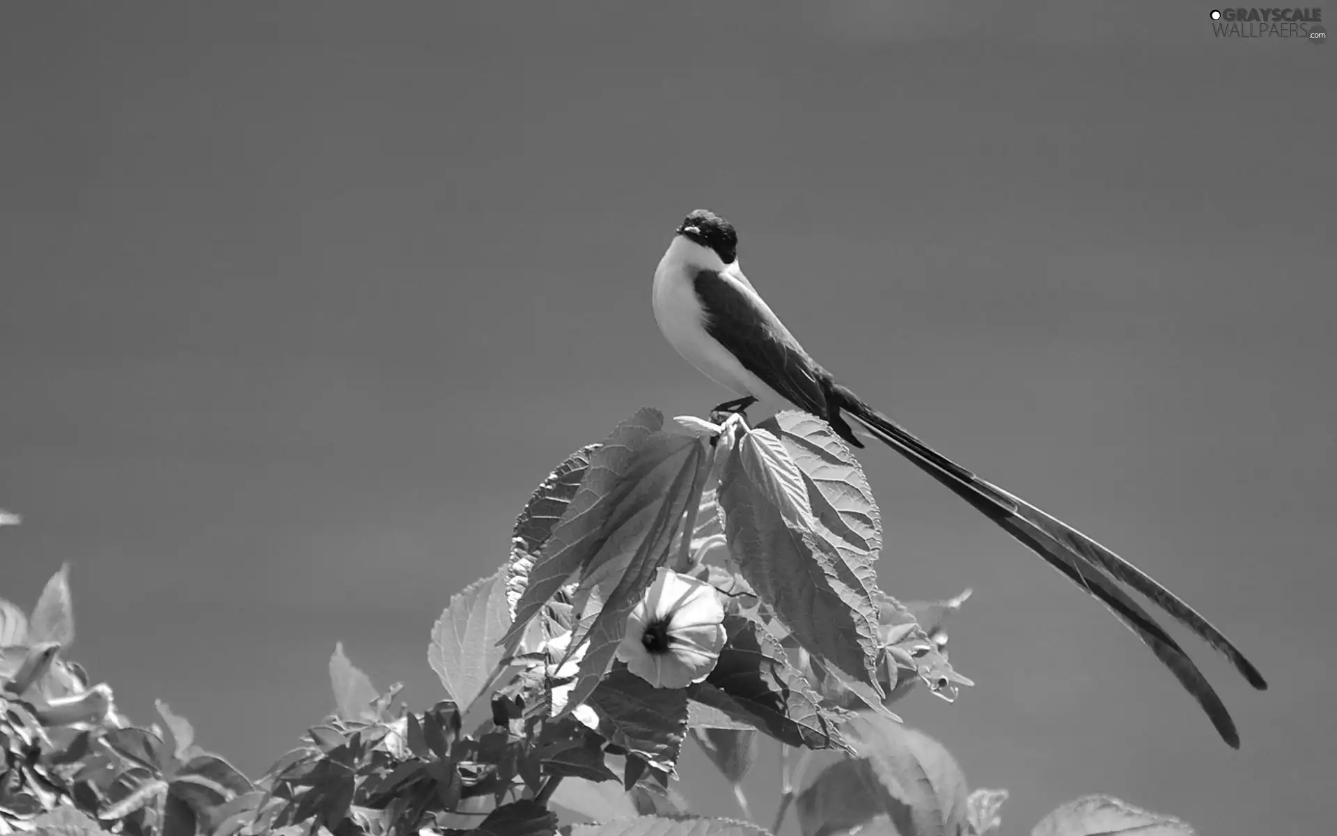 exotic, flower, Bush, Bird