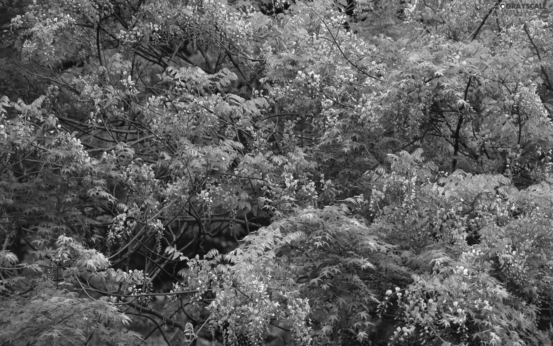 flourishing, Bush