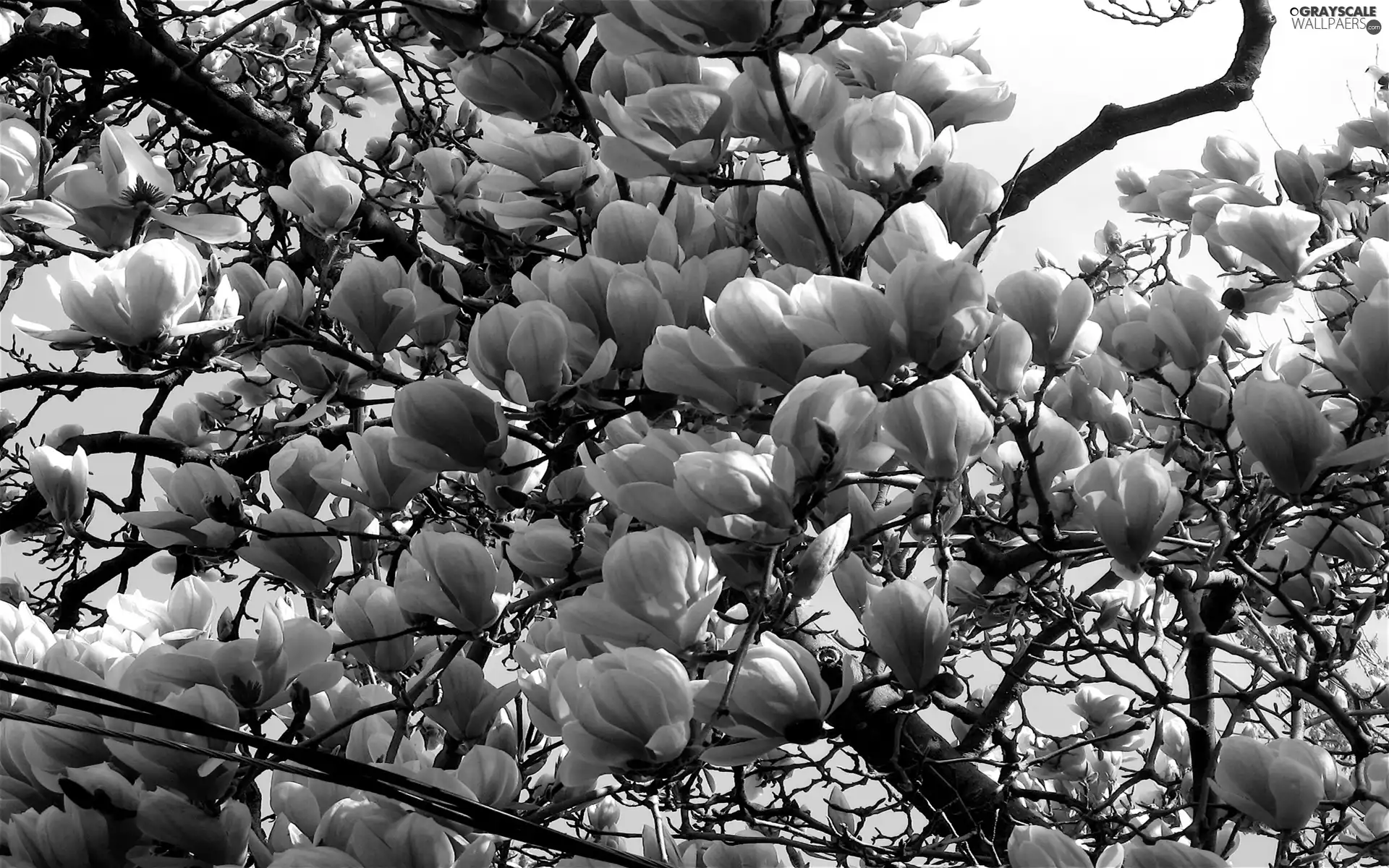 flower, Magnolia, Flowers, Bush