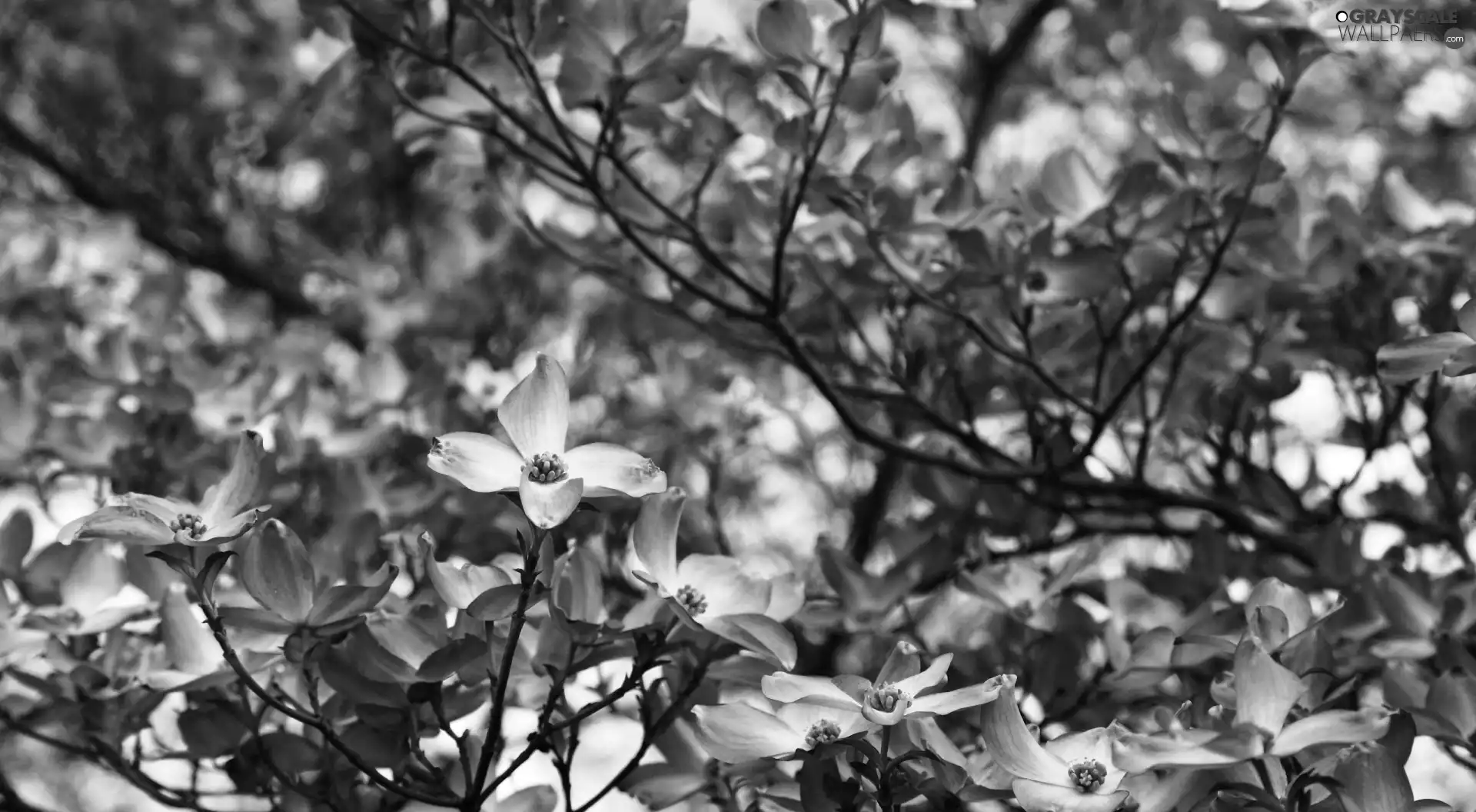 flower, Bush