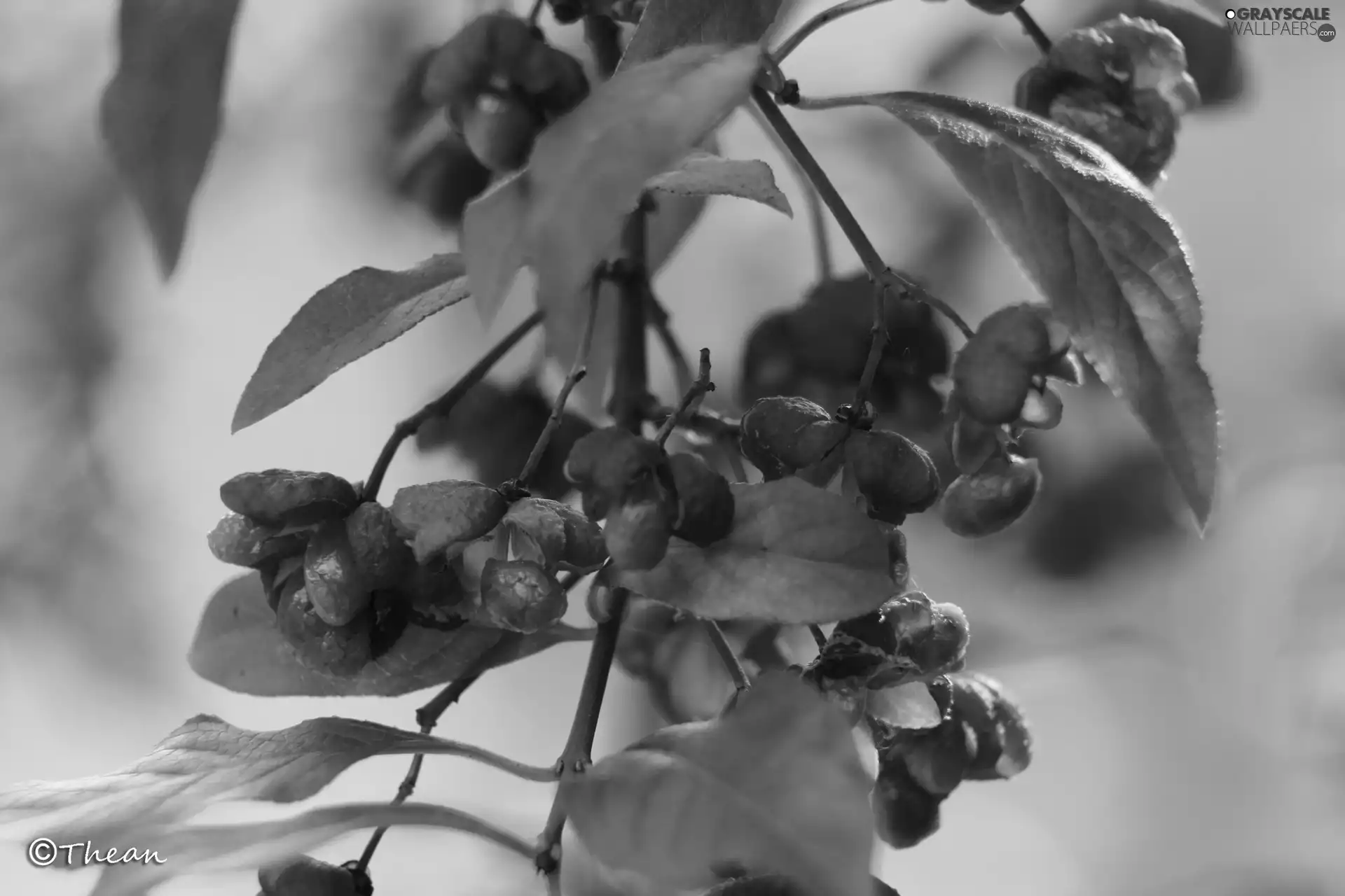 Bush, Red, Flowers