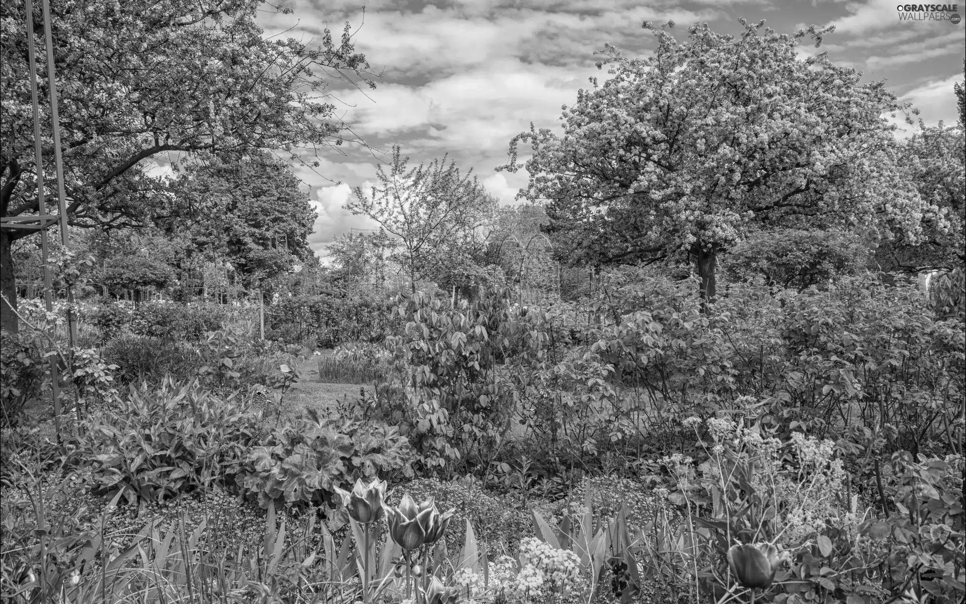 trees, Garden, Bush, Flowers, viewes, flourishing