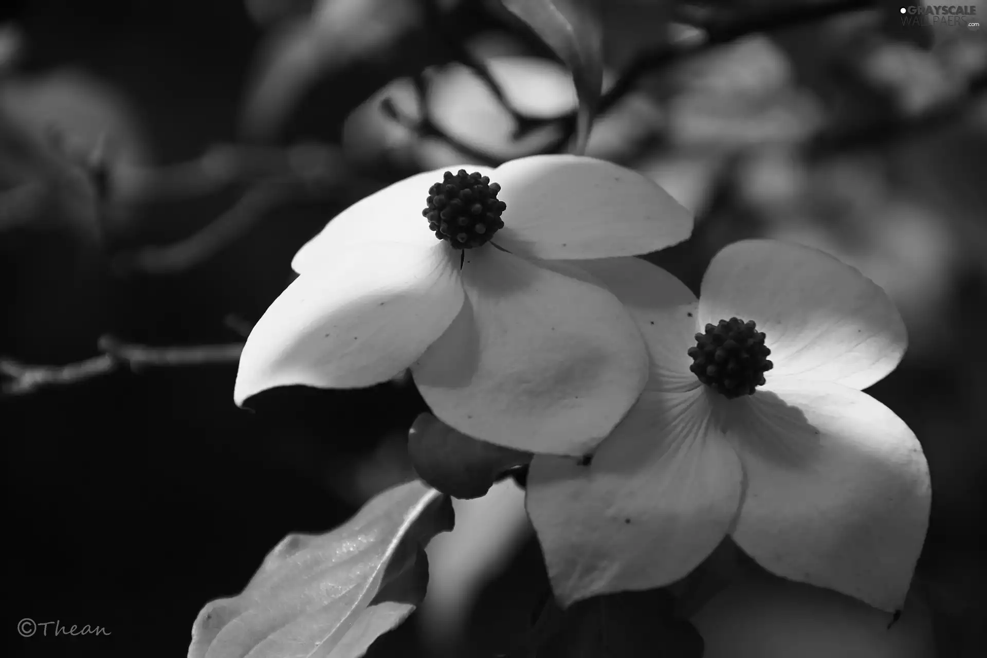 Bush, White, Flowers