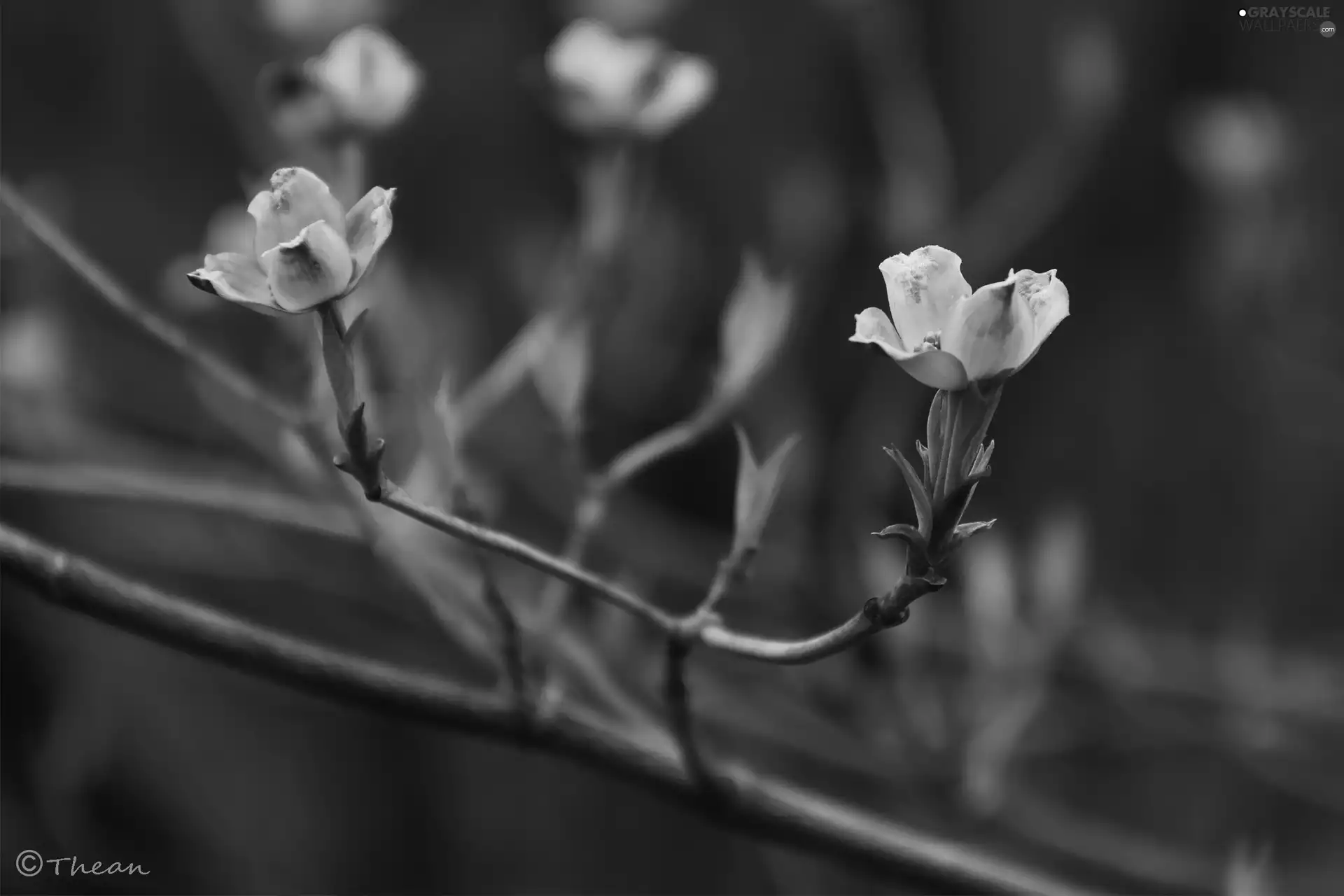 Flowers, Bush