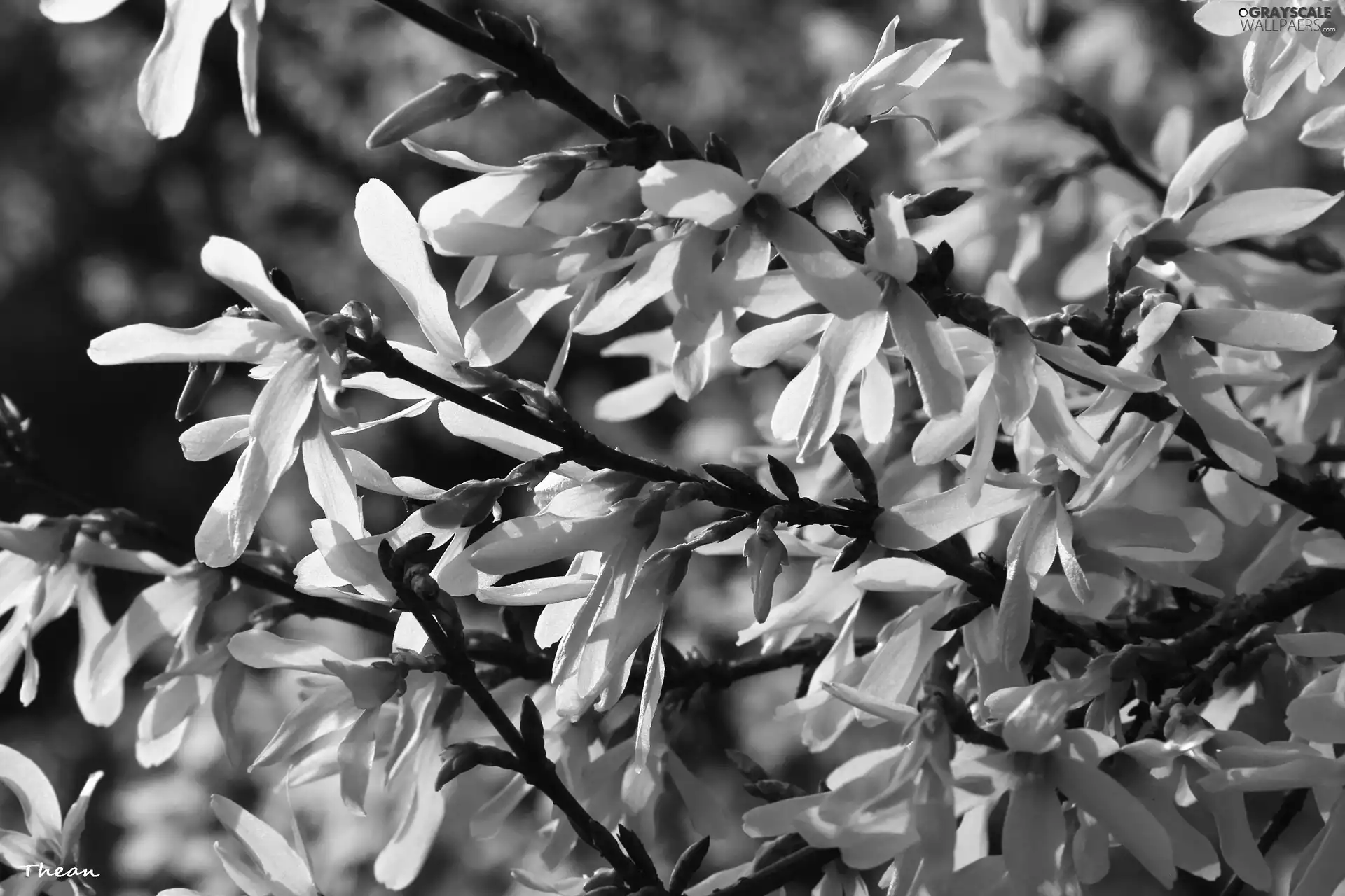 forsythia, Flowers, Bush, Yellow