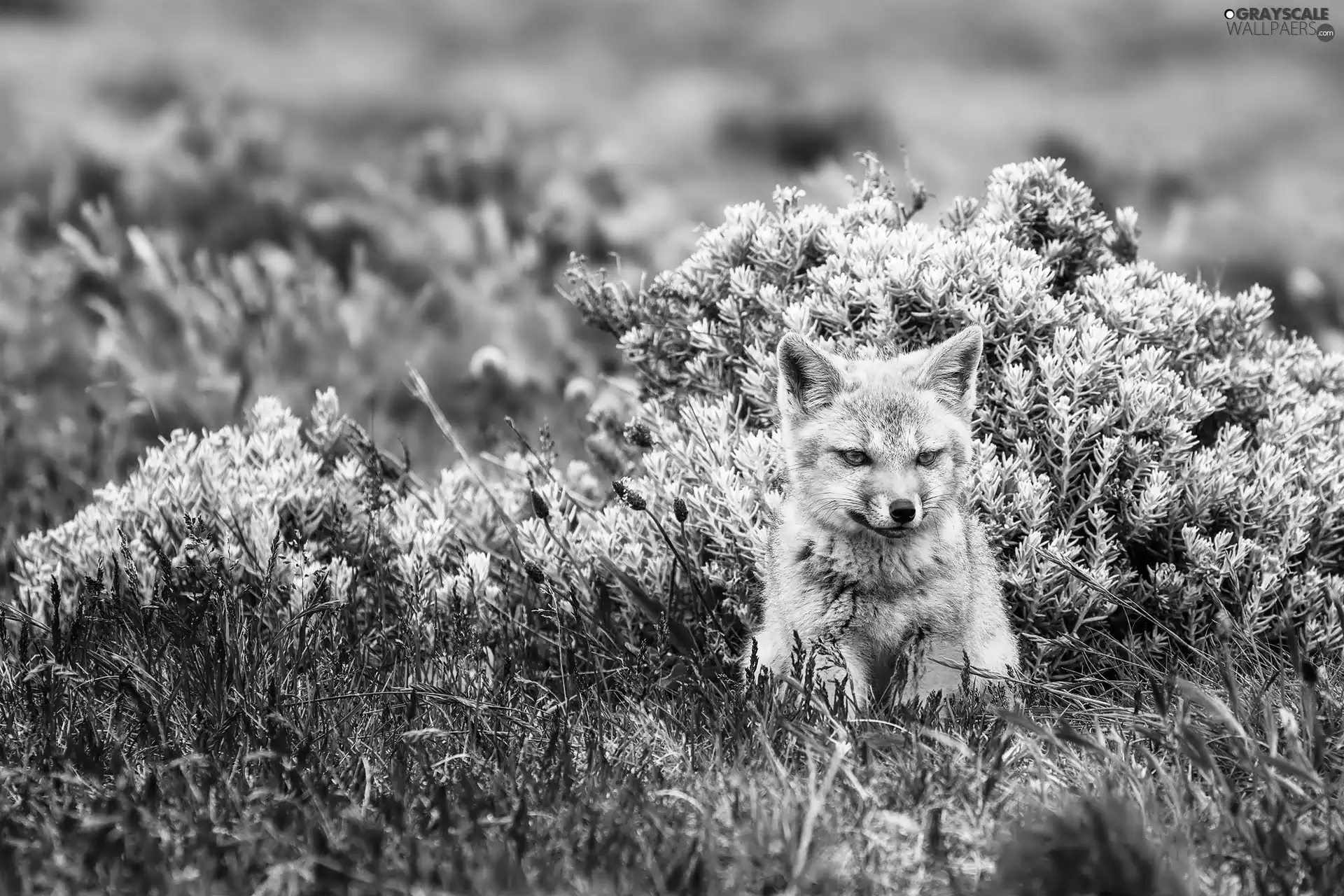fox, Bush