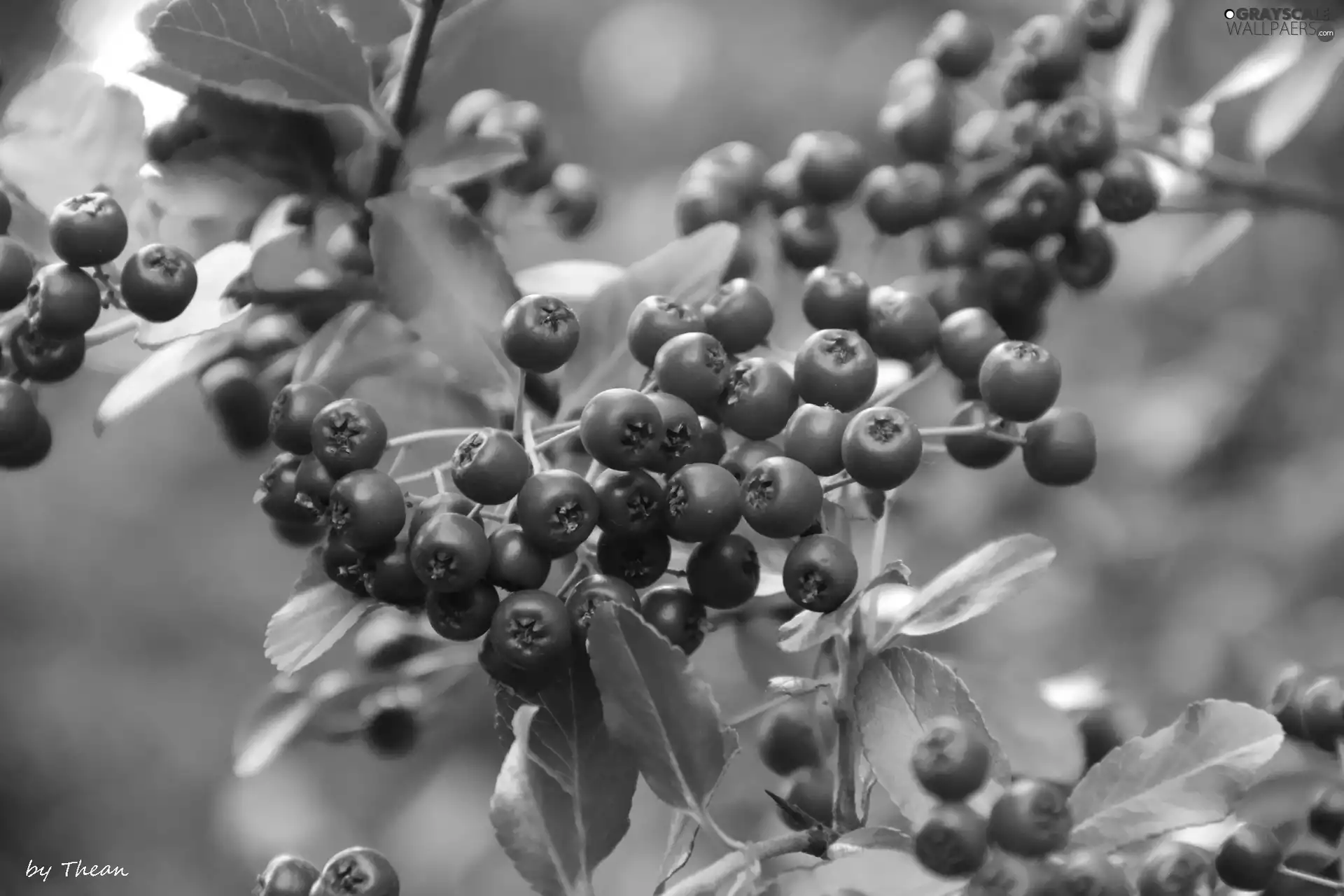 Bush, Red, Fruits