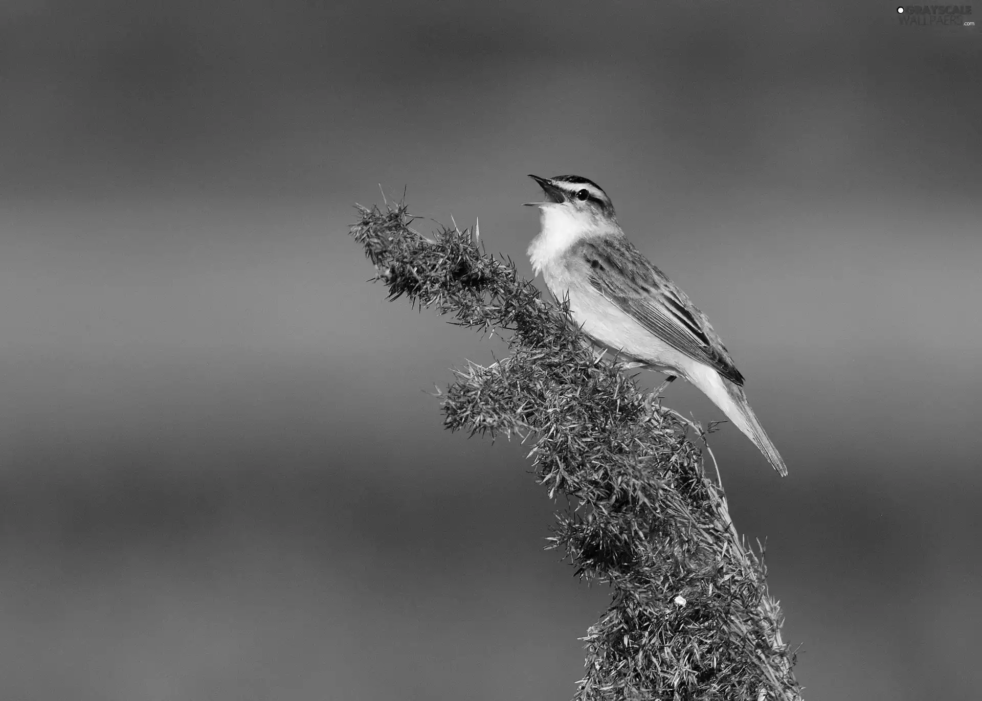 Bush, birds, linnet